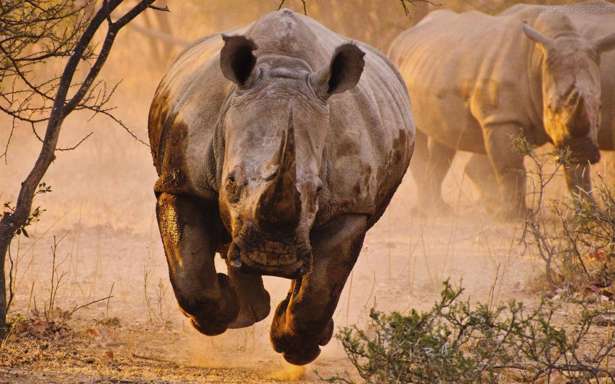 rinoceronte alla carica frontale